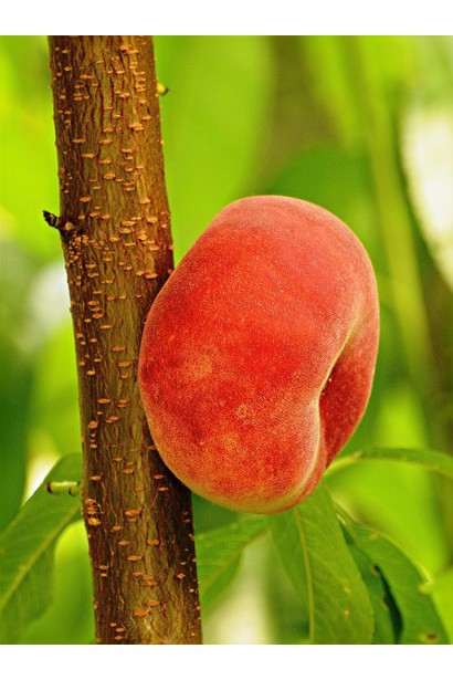 Персик инжирный Сатурн: Уникальные плоды с плоской формой и отличным вкусом.